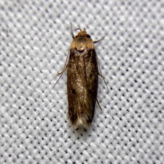 Mimobrachyoma maculifera