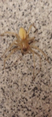 Cheiracanthium