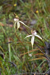 Caladenia venusta