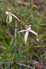 Caladenia venusta