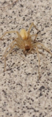 Cheiracanthium