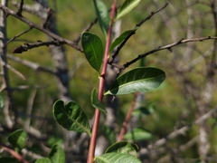 Schinus longifolia, photograph Jens-Christian Svenning, CC BY, iNaturalist via GBIF