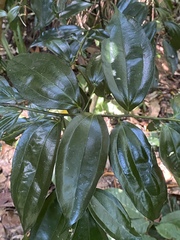 Cryptocarya laevigata