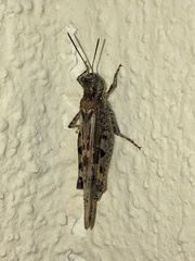 Epacromiini