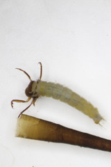 Brachycentridae