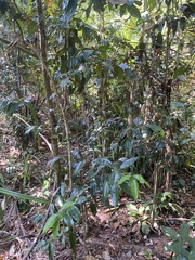 Cryptocarya laevigata