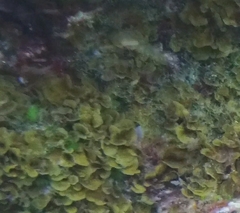 Lobophora variegata