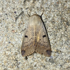 Ophiusa disjungens