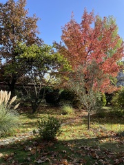 Liquidambar