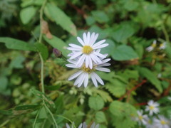 Aster microcephalus