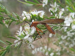 Bittacidae