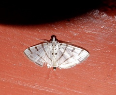 Pycnarmon virgatalis