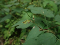 Hylodesmum podocarpum oxyphyllum