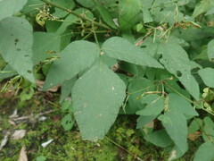 Hylodesmum podocarpum oxyphyllum