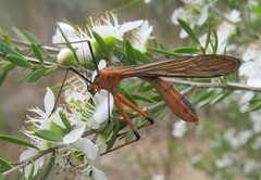 Bittacidae