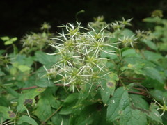 Clematis terniflora