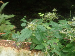 Clematis terniflora