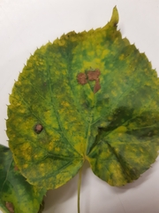 Apiognomonia errabunda