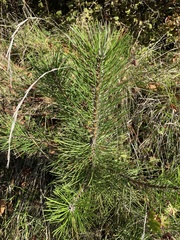 Pinus