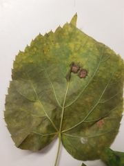 Apiognomonia errabunda