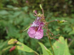 Impatiens textorii