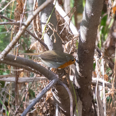 Erithacus rubecula