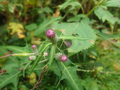 Cirsium