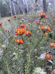 Dillwynia sericea