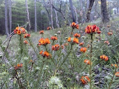 Dillwynia sericea