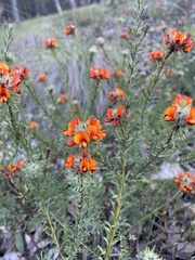 Dillwynia sericea