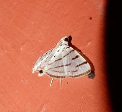 Pycnarmon virgatalis