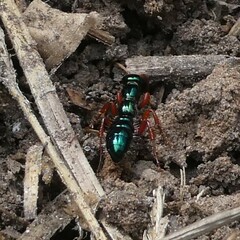 Diamma bicolor