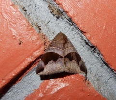 Bastilla joviana