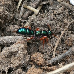 Diamma bicolor