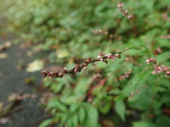 Persicaria posumbu