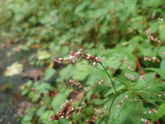 Persicaria posumbu