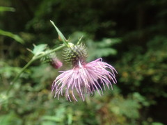 Cirsium
