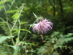 Cirsium