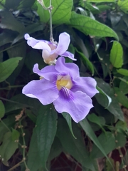 Thunbergia grandiflora
