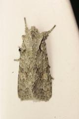 Lithophane ornitopus