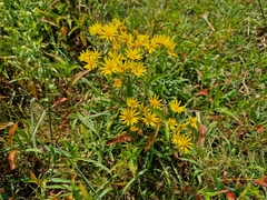 Senecio grisebachii