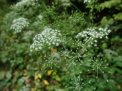 Angelica polymorpha