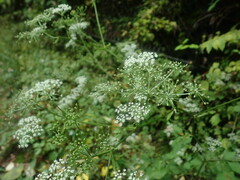 Angelica polymorpha