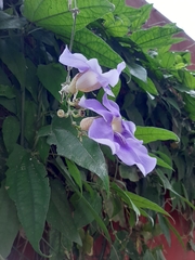 Thunbergia grandiflora