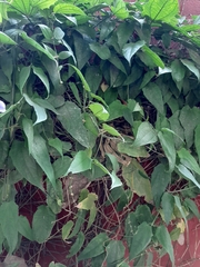 Thunbergia grandiflora