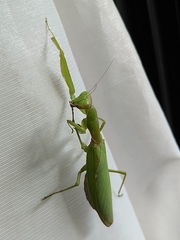 Hierodula patellifera patellifera