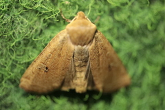 Conistra erythrocephala