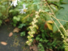 Agrimonia pilosa