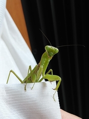 Hierodula patellifera patellifera