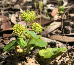 Hydrocotyle laxiflora
